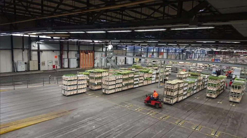 Flowers at the Aalsmeer flower auction