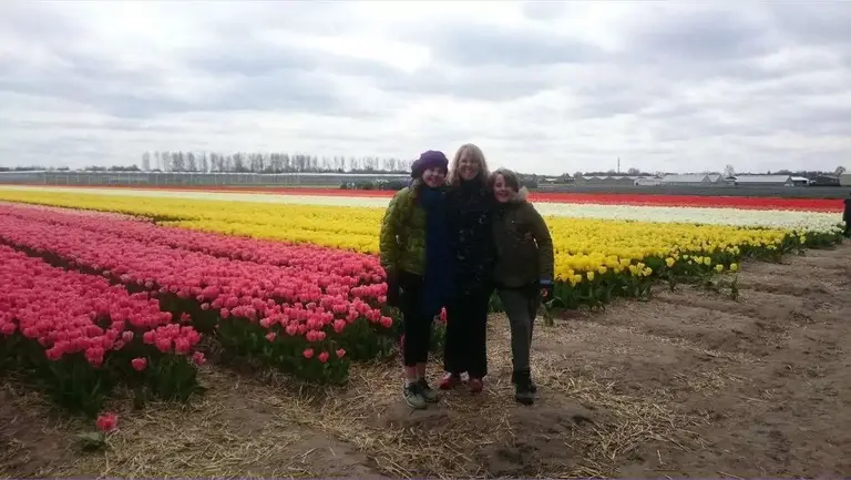 Colorful tulip fields in Holland