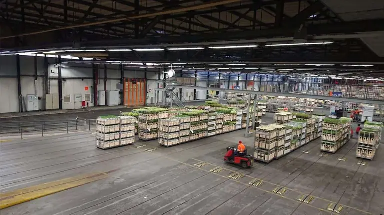 Flowers at the Aalsmeer flower auction