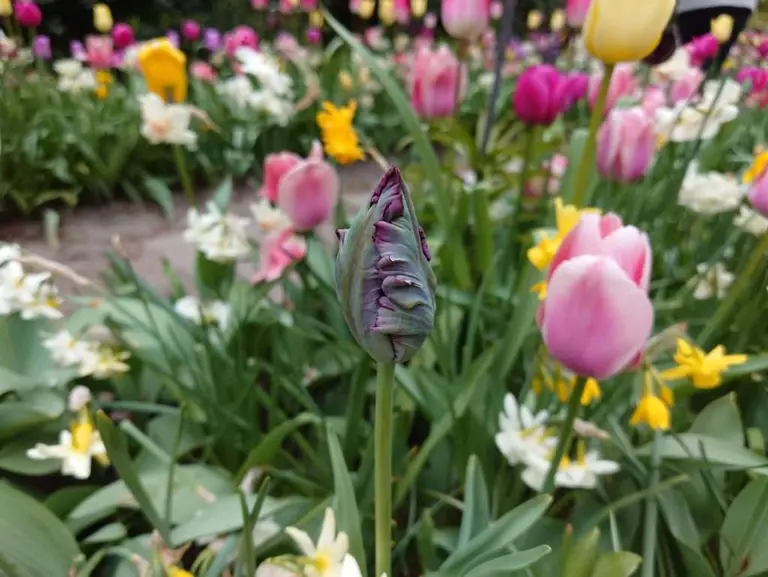 Spring flowers in the Keukenhof gardens