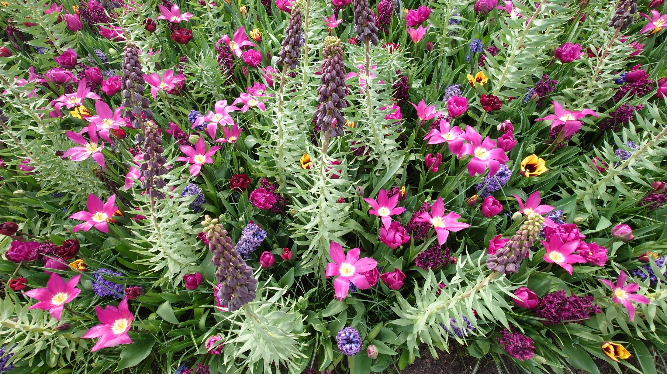 Colorful spring flowers at Keukenhof