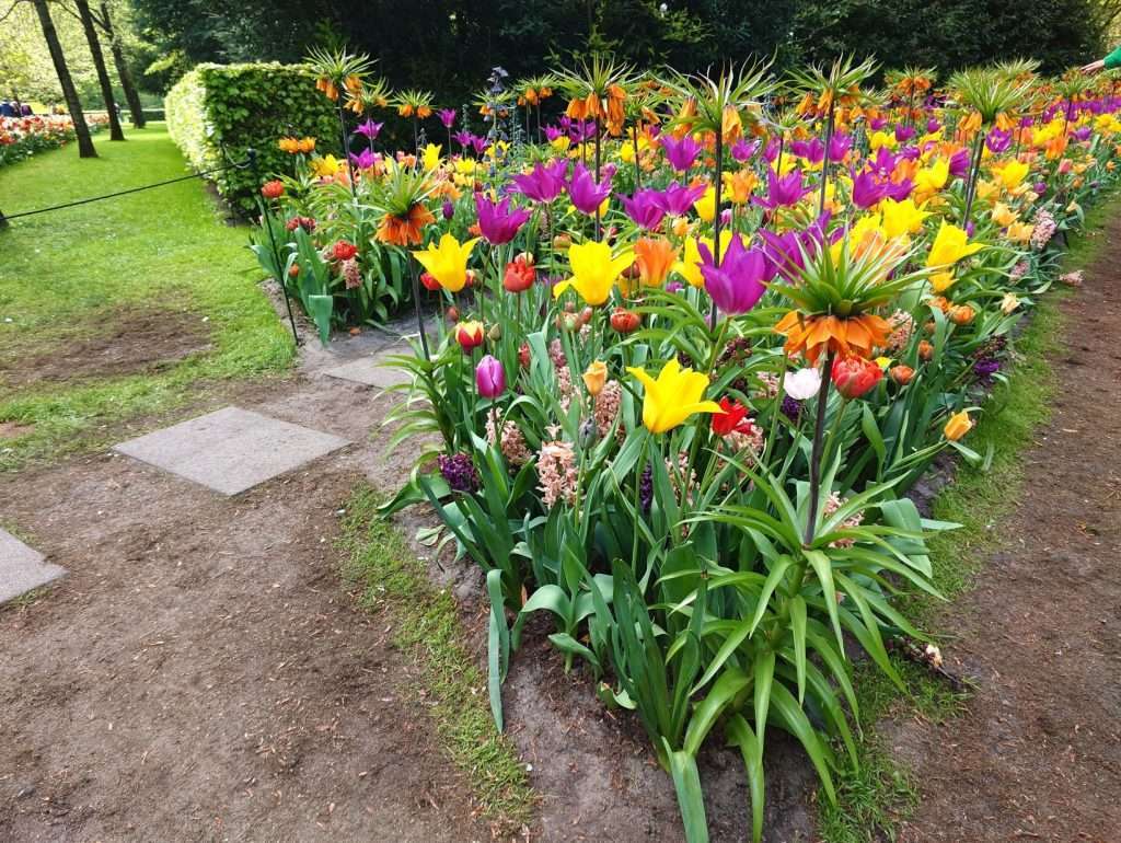 Keukenhof Springflower Tour